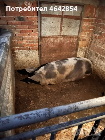 Малки прасета и Майки, снимка 3 - Прасета - 52307582