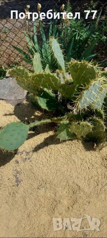 Няколко вида студоустойчиви кактуси и сукуленти, снимка 3 - Градински цветя и растения - 37368313