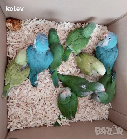 ръчно хранени папагали монах 