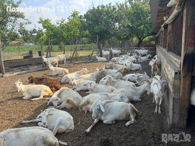 Продавам кози ББМ, снимка 2 - Кози - 52531971