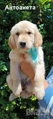 Бебета Голдън ретривър , снимка 10 - Голдън ретривър - 52372675