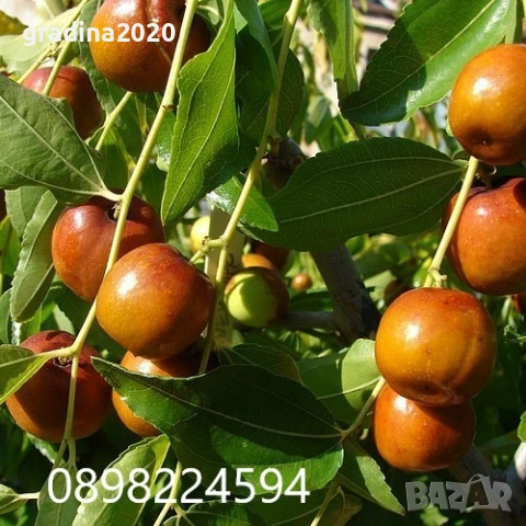 Хинап - Хинап сорт „Ли“ (Li) ГИГАНСКИ  В плододаваща възраст !!!, снимка 2 - Градински цветя и растения - 31773550