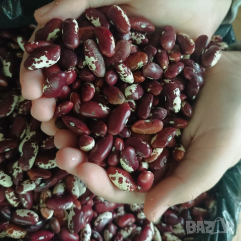 Боб без колци, снимка 2 - Сортови семена и луковици - 53478904