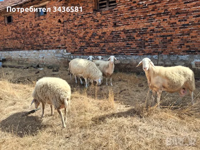 Продавам стадо чистокръвни овце. 5 майки и 1 овен., снимка 3 - Овце - 56059366