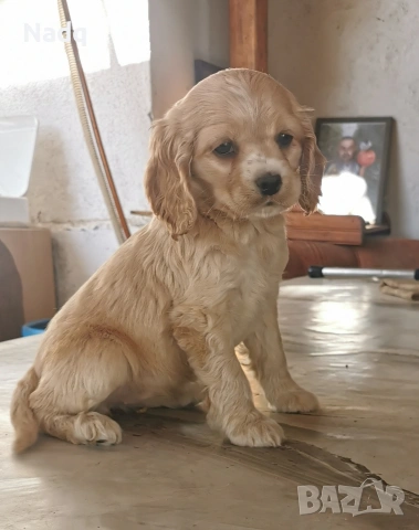 Кокер шпаньол Страхотно 