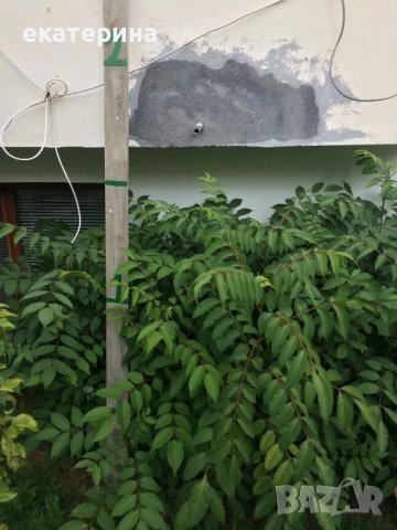 Дръвчета Еводия, снимка 6 - Градински цветя и растения - 38545756