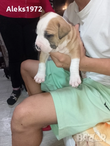 Американски Стаф Фуршиски Териер , снимка 3 - Американски стафордширски териер - 52692658