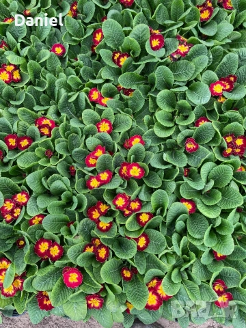 Иглика, снимка 14 - Градински цветя и растения - 53354409