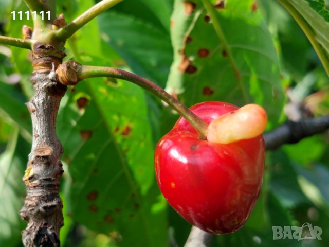 Череша уникат за колекционери и ценители , снимка 16 - Други ценни предмети - 41100414