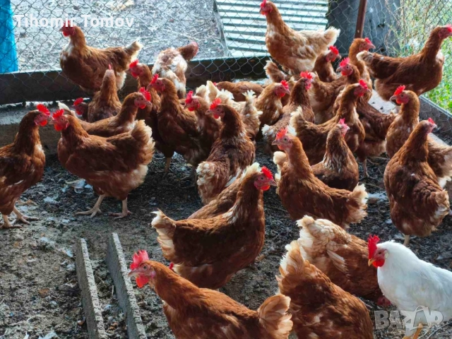 продавам кокошки носачки 