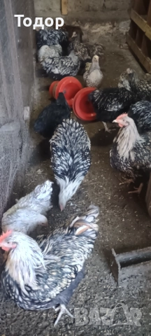 Токачки  и петлета орпингтон и виандот., снимка 9 - Кокошки и пуйки - 52817728