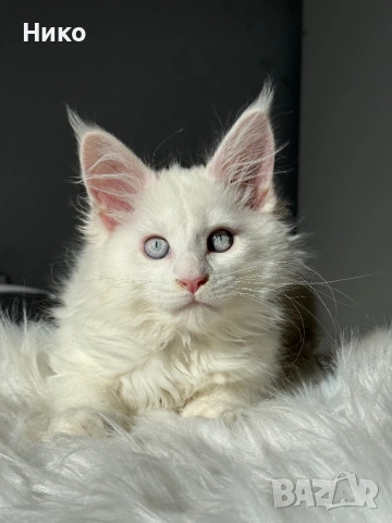 Мейн кун котенца / Мейн куун котенца / Maine coon kittens, снимка 5 - Мейн кун - 50068719
