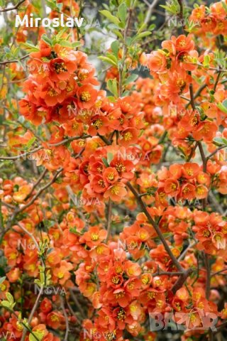 Японска Дюля/4 Налични цвята, снимка 10 - Градински цветя и растения - 41117564