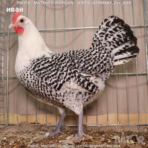 Фризийска кокошка -страхотна носачка 220-250 бр и много,много красива и темпераментна