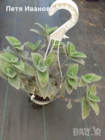 Tradescantia sillamontana във висяща кошница, снимка 2 - Стайни растения - 51557832
