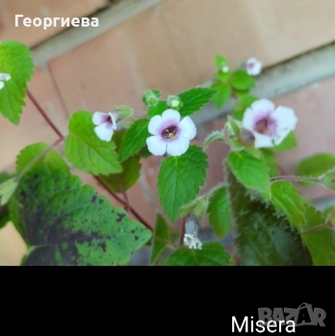 ахименес, снимка 4 - Стайни растения - 53292597