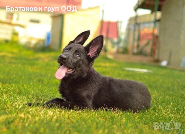 Черни Немски овчарки, снимка 4 - Немска овчарка - 31491515