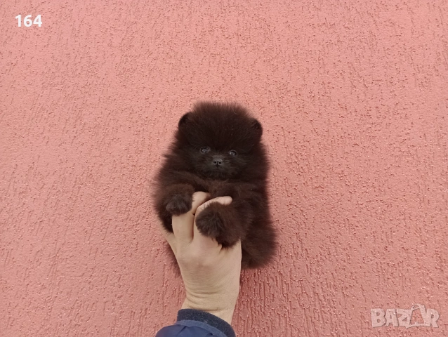Мъжки шоколадов Померан. Реални снимки от 02.02.26 г. , снимка 2 - Померан - 53316084
