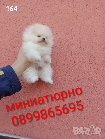 Мини Померан. Миниатюрно мини момиченце. Реални снимки!, снимка 8 - Померан - 52731610