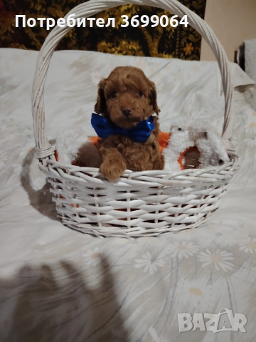 Мини пудел, снимка 6 - Пудели - 52664857