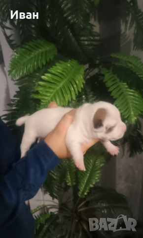 Джак Ръсел териер