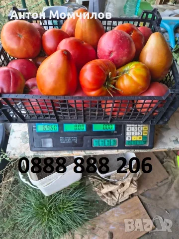 Продавам вкусни домати, снимка 5 - Домашни продукти - 55884872