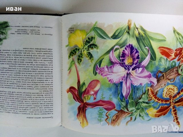 Чудеса на природата - З. Зорге, Х. Шрайер - 1971г. , снимка 6 - Детски книжки - 41855286