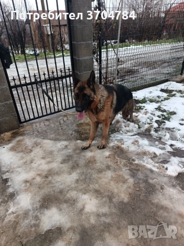Продавам немска овчарка , снимка 9 - Немска овчарка - 53245024