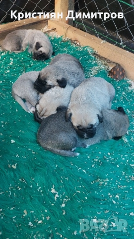 Продават се .Чистокръвни кангалчета ., снимка 4 - Кангал - 52367410