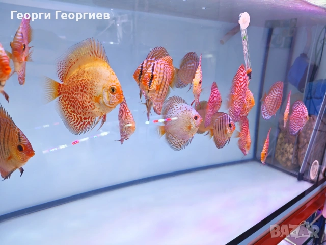 Дискуси, снимка 10 - Рибки - 51439805