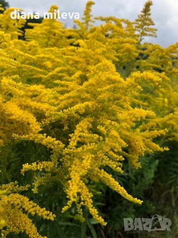 Солидаго, Solidago, снимка 5 - Градински цветя и растения - 41500194