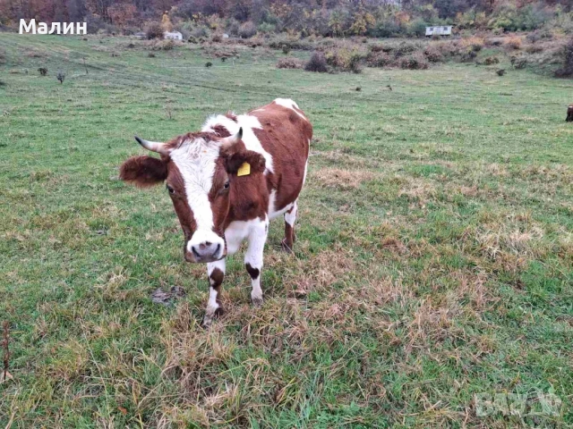 Телета (крави), снимка 2 - Крави - 52690607
