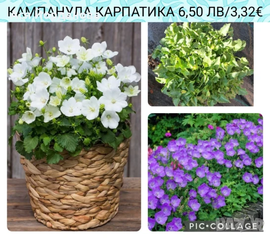 Градински цветя и храсти - 8 лв за брой, снимка 1