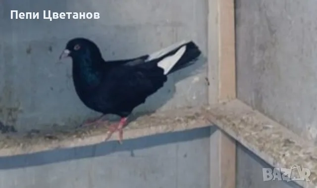 Чистопородни Гълъби, снимка 4 - Гълъби - 56151548