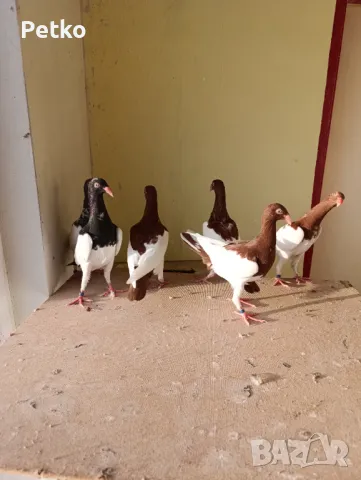 Млади датски , снимка 7 - Гълъби - 47875134