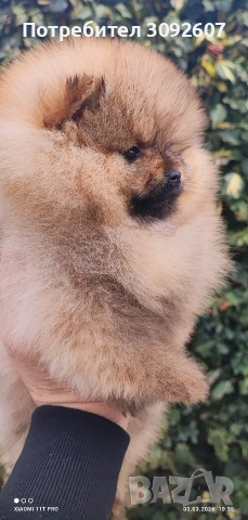 Померан момче , снимка 3 - Померан - 53697918