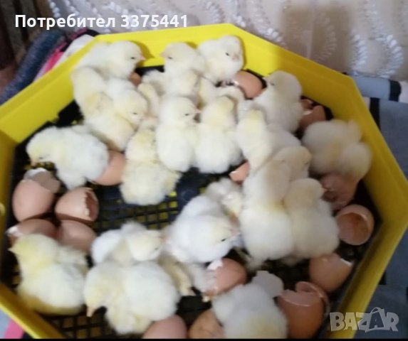 Продавам яйца от бяла колумбйска брама , снимка 5 - други­ - 40511980