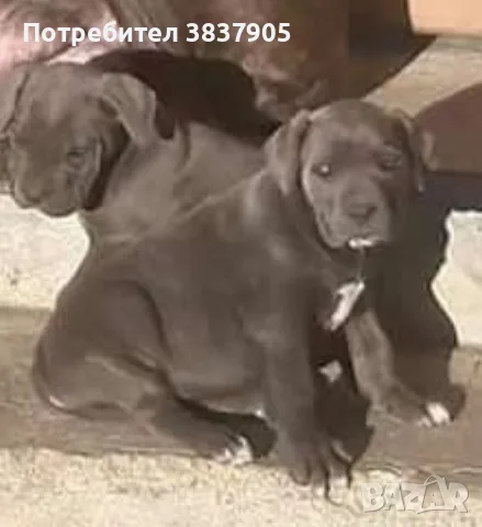 кученца кане корсо, снимка 4 - Кане корсо - 56072821