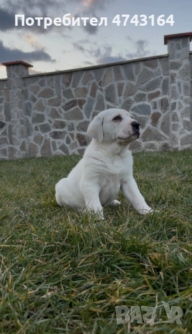 Алабай (Средно Азиатска Овчарка)