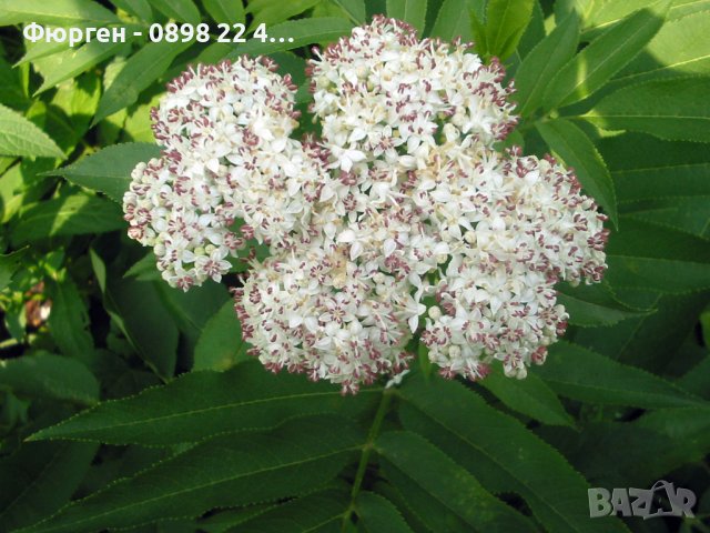 Бъзак - Sambucus ebulus, снимка 3 - Градински цветя и растения - 40890838