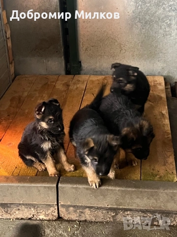 Продавам Немски Овчарки, снимка 4 - Немска овчарка - 53508248