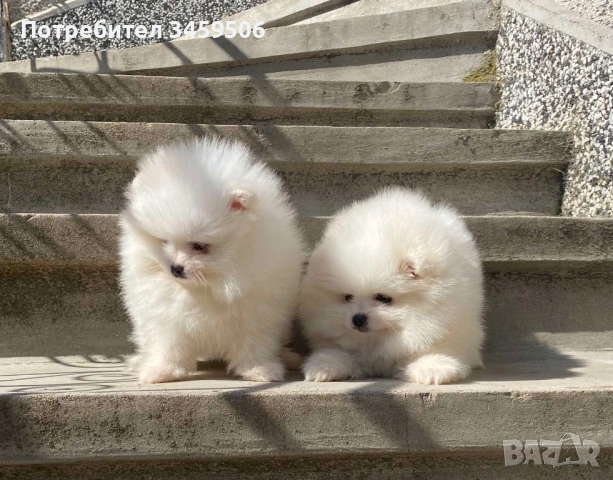 Померан померани 