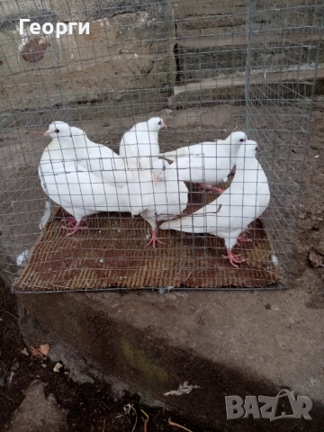 Арабски смеячи , снимка 1