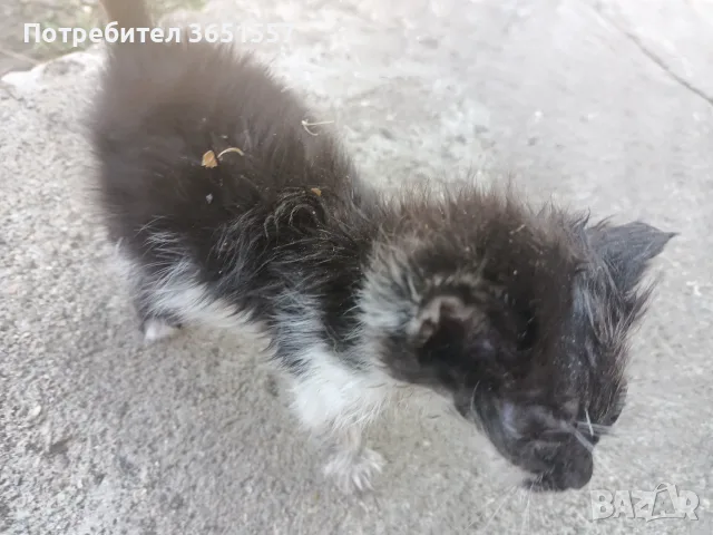 СПЕШНО! Котета търсят приемен или постоянен дом, снимка 2 - Други - 55967242