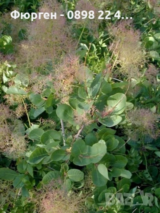 Смрадлика - Зелена, снимка 2 - Разсади - 51385372