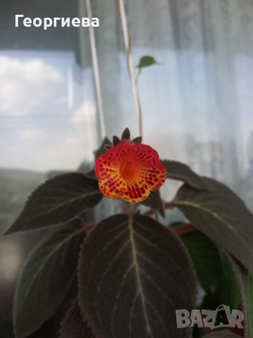 разменям ризоми от колерия, снимка 5 - Стайни растения - 52913679