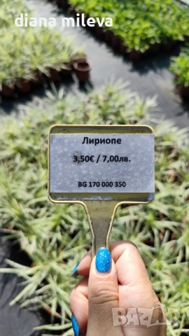 Лириопе Мускари, Liriope muscari 'Variegata', снимка 11 - Градински цветя и растения - 51899094