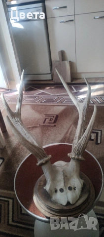 Еленови рога, снимка 12 - Декорация за дома - 53826537