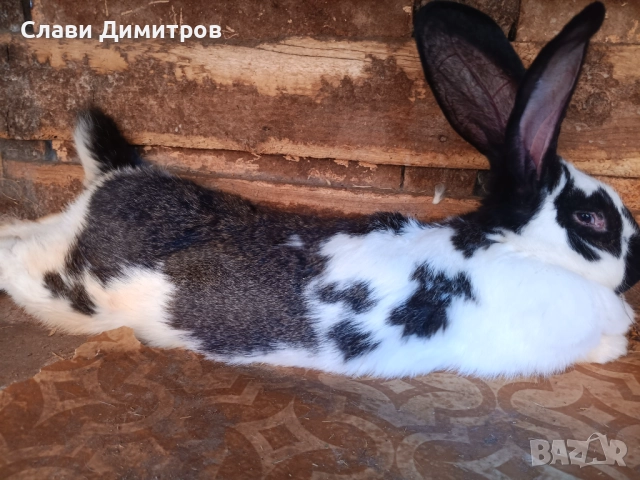 Продавам женски заек 