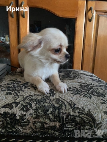 Чихуахуа  дългокосмести, снимка 5 - Чихуахуа - 52664011